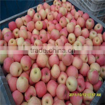 Chinese Red Fresh Fuji Apple