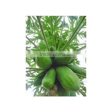 Carica papaya red lady (Red Papaya)