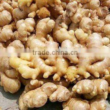 Dried Ginger