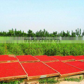 Bulk goji berries for sale The best sweet dried goqi wolfberry ningxia goji berry