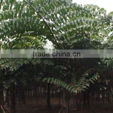 Wholesale Outdoor Decrotive Landscaping Ornamental Palm Caryota Urens L