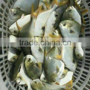 Frozen fish golden pomfret whole round