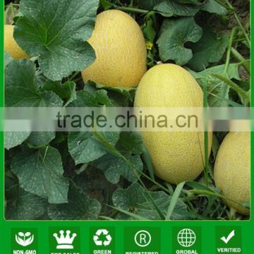 MSM05 Gaozhou nacarat flesh yellow melon seeds F1, 85 days hybrid hami melon seeds