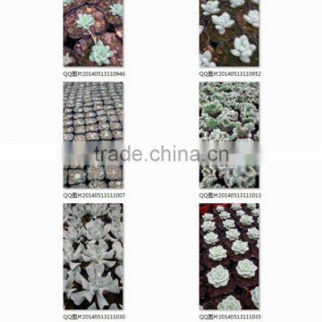 Potted or Unrooted Indoor Plants Succulents Bonsai photo-2