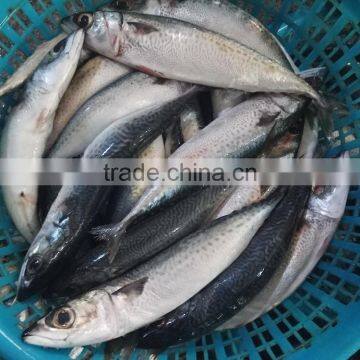Frozen Pacific Mackerel New Fish photo-4