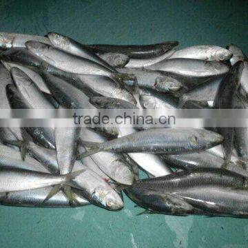 Frozen Pacific Mackerel photo-4
