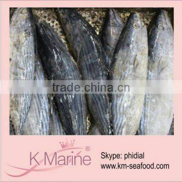 Sea Frozen Skipjack Fish Sea Food lot number#kmw4036