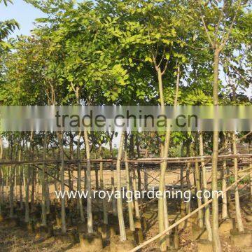 Cassia fistula landscaping project trees