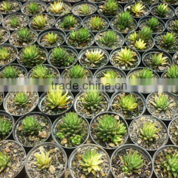 Haworthia Reinwardtii Variegata