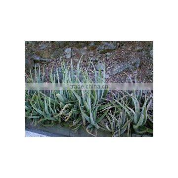 Aloe Vera photo-2