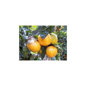 Supply of Citrus photo-2