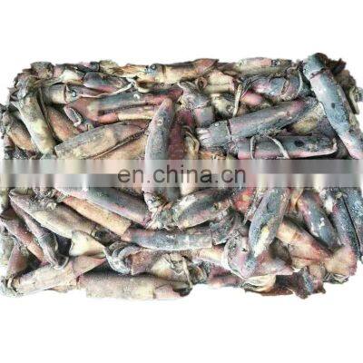 whole round frozen black squid indian ocean squid