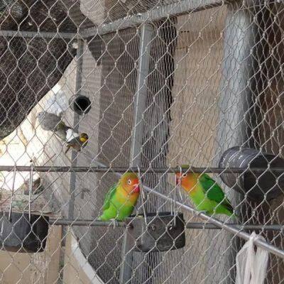 316 High Strength Diamond Ferrule Stainless Steel Cable Woven Wire Rope Mesh Net for Aviary Zoo Net photo-3