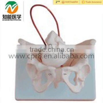 Obstetrics & Gynecology Medical Training Female Pelvis Model with Fetal Skull                        
                                                Quality Choice