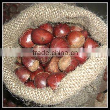Chinese Fresh Chestnut in Shell, Lowest Price