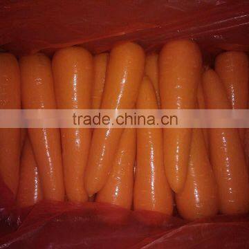 Gimex viet nam fresh Carrot