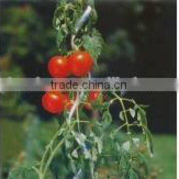 high quality plant support tomato Growing Spiral for sale