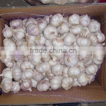 fresh dried garlic