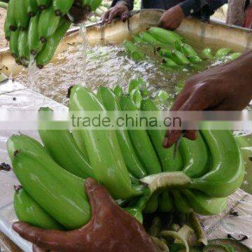 Unripe Fresh Green Bananas