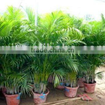 Chrysalidocarpus Lutescens Yellow Butterfly Palm