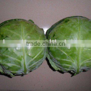 Fresh Cabbage