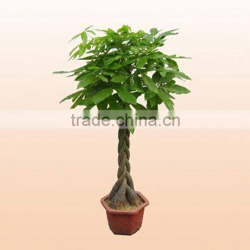 Beautiful flowers plants garden large money tree bonsai