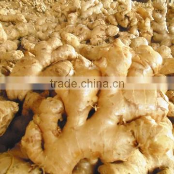 best quality fresh ginger 2016