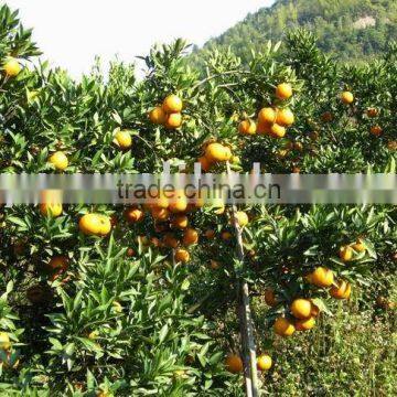 TOP Mandarin Orange