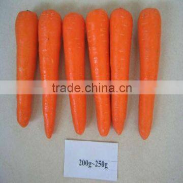 orange carrot