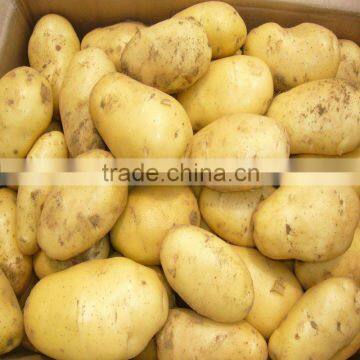 Potato Production