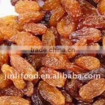 China Dried Sultana Raisin