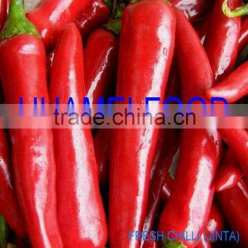 fresh red chilli