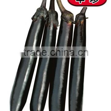 Hybrid Black seeds for growing-Orient Eggplant Crown-Hua Zeng