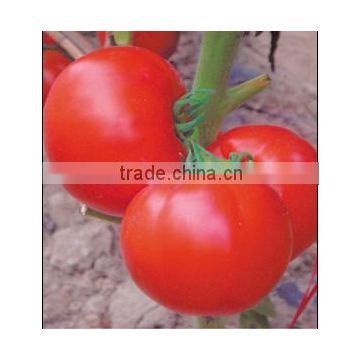 Determinate Growth Big Red F1 Hybrid Tomato Seeds For Growing-New Generation Century Star