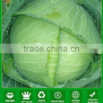 MC06 Youli early maturity hardness fruit hybrid cabbage seeds f1