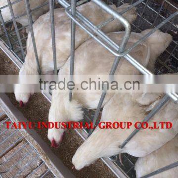 TAIYU Latest And Modern Broiler Chicken Farm Project