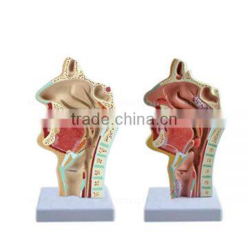 Mouth Nose Throat Pharynx Teaching Model Human Body Anatomy ENT Model photo-3