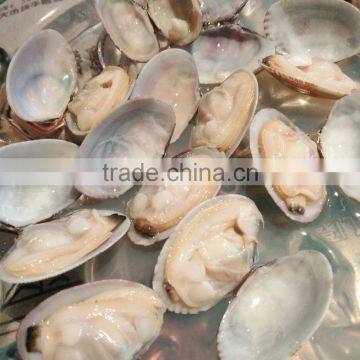 COOKED WHOLE BABY CLAM