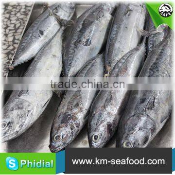 Carton or Woven Bag Packed 18 Months Shelf Life New Frozen Bonito photo-6