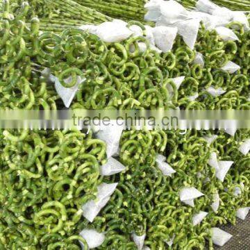Spiral Lucky Bamboo High 40cm,45cm,50cm,60cm,70cm,80cm,90cm,1m photo-2