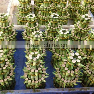 Lucky Bamboo ( Dracaena Sanderiana) 3 Layers photo-2