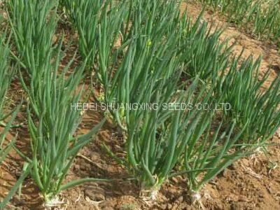 Hot Sell Hybrid Vegetable for Resistance Scallion Seeds Green Chinese Onion Chinese Shallot Seeds photo-4
