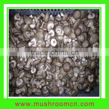 hot sale smooth surface fresh shiitake mushroom