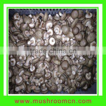 Hot Sale Smooth Surface Fresh Shiitake Mushroom