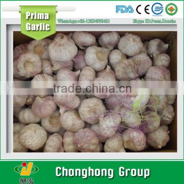 2016 new crop garlic factory directly supply from June