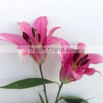 Farmers directly sale 2016 newest fresh lilies