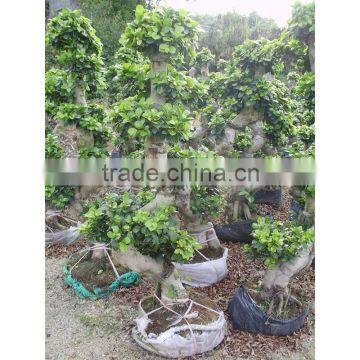 indoor&outdoor big ficus S shape