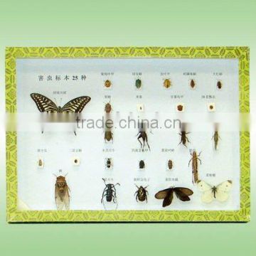 25 kinds of harmful Insect specimen collection