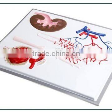 Nephron, Renal Corpuscle Model Demonstration Teaching Biological Science Instruments for Middle School Students photo-2