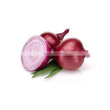 Onion